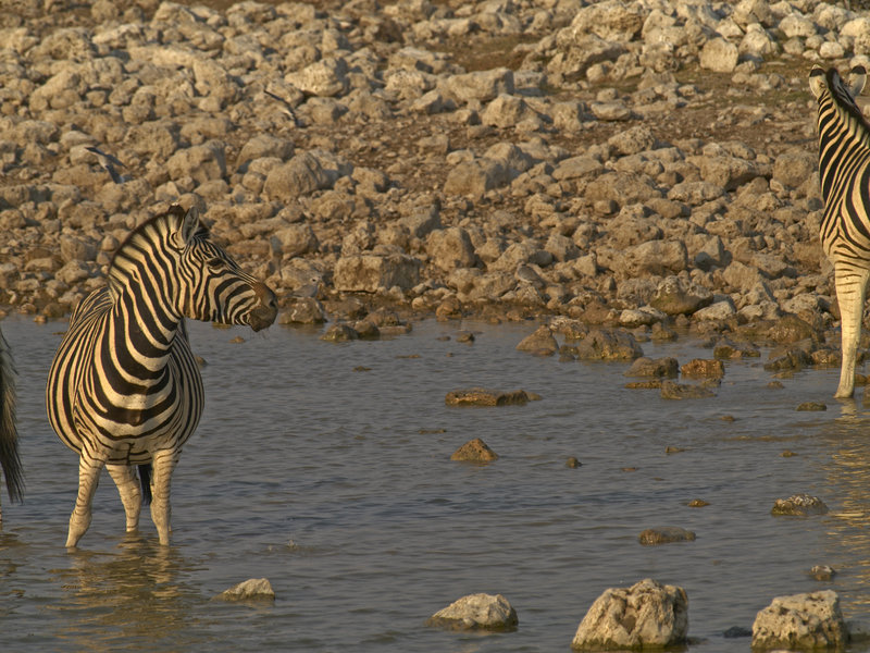 Okaukuejo, Zebra